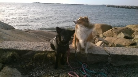 Venuz och Cztar, Sheltien är fotogen